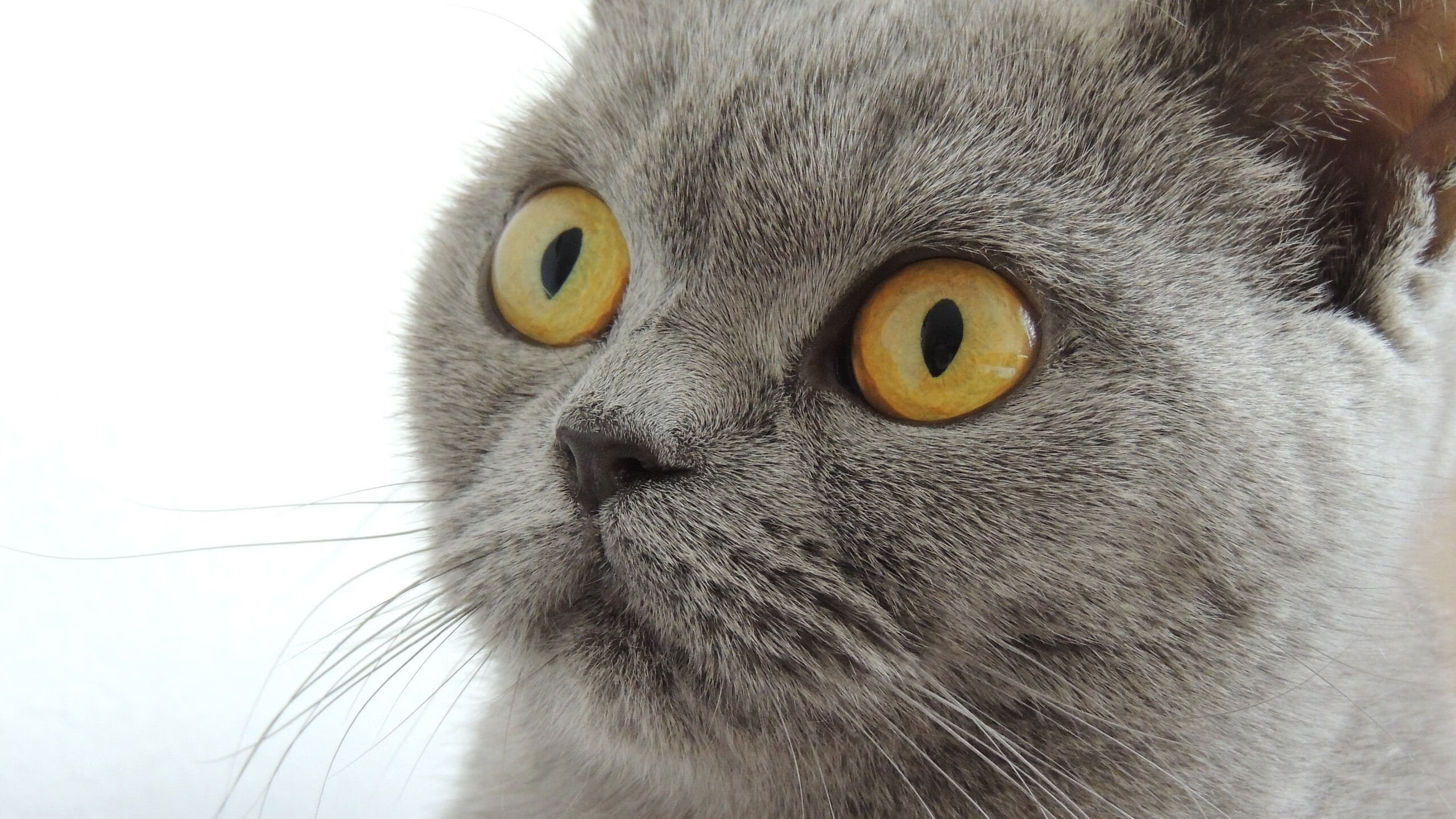 “未来已来:电动WRC引领绿色高速新时代”