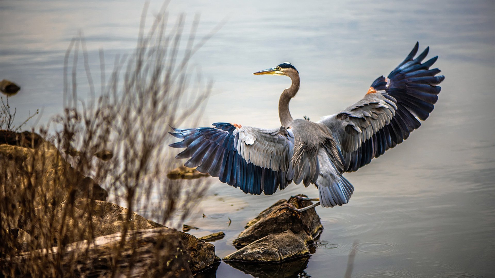 JIU YOU GAME-《Dota 2众星云集，天王天后争夺最强荣誉》，dota2天梯选人顺序